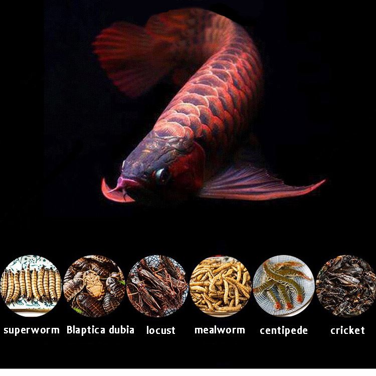 fresh arowana fish food