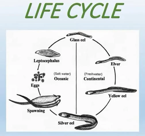 life cycle of eel life cycle of eel
