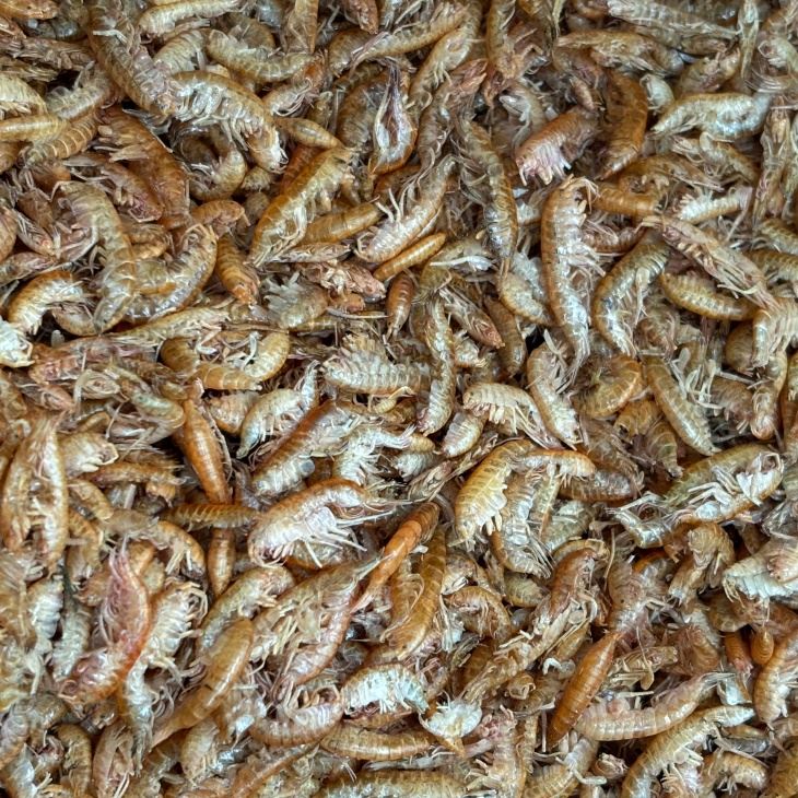 Сублимированные продукты Gammarus