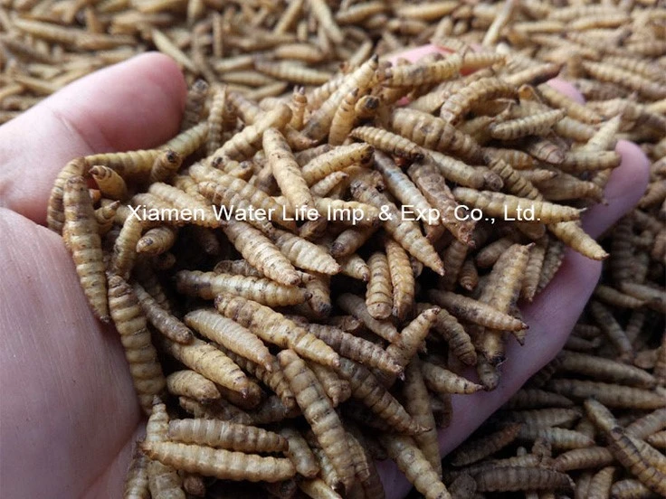 Black Soldier Fly Larvae Black Soldier Fly Larvae