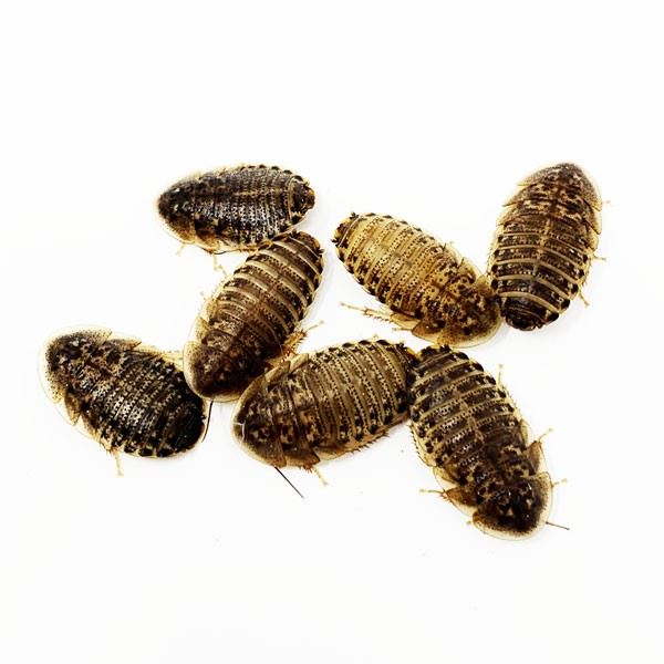 fresh dubia roaches feeding for arowana fish