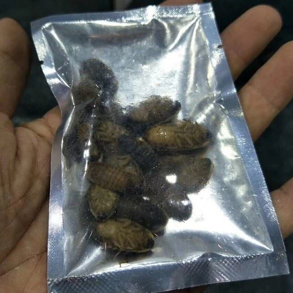 fresh dubia roaches arowna fish food